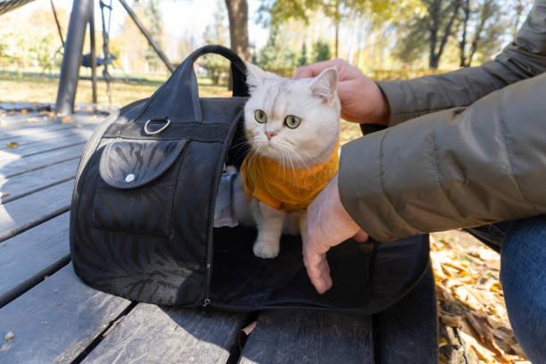 istock Cozy cat in sweater enjoys fall outdoors in a carrier 2180316699