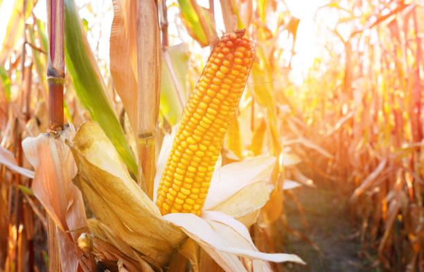 istock Corn field at farm. Agricultural corn field in harvest. 2180316974