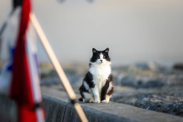 Fat stray cat is sitting on the outside.Istanbul - Turkey.