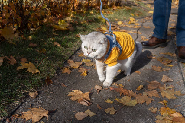 istock Adorable cat in yellow sweater enjoys autumn walk on leaf-covered path 2180317347
