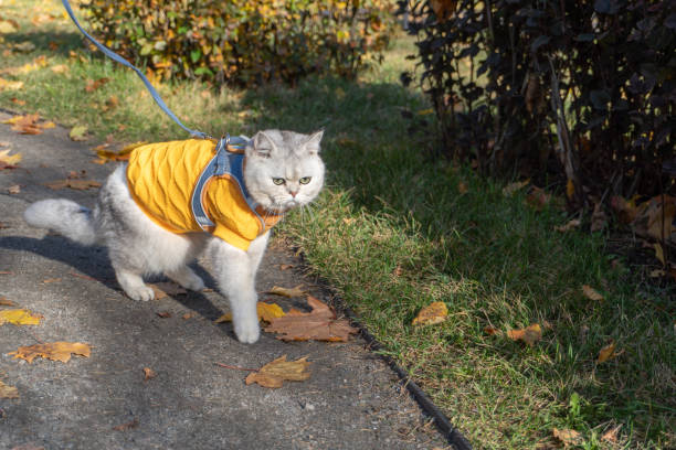 istock Cozy cat in yellow sweater walking on autumn path 2180318062