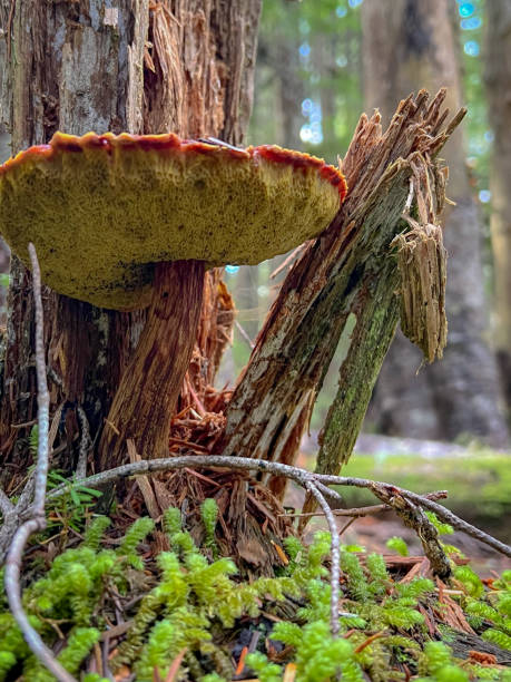istock Close-Up of Boletus Mushroom Growing on Forest Tree with Moss 2180318465