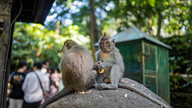 istock Two monkeys eating fruit on a rock in the Sacred Monkey Forest Sanctuary, Bali, Indonesia surrounded by lush greenery 2180319183