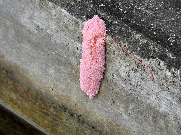 Apple snail eggs - profile