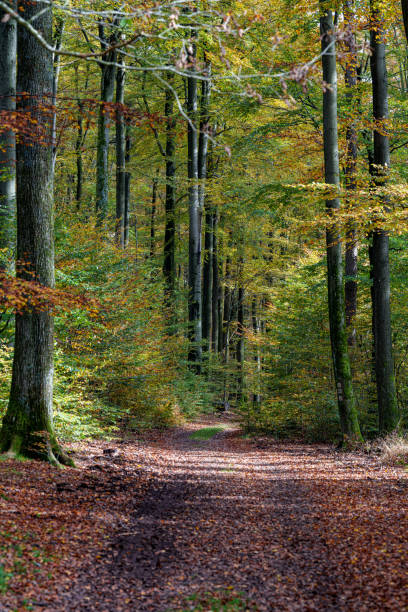 istock A Serene Autumn Forest Pathway Adorned with Beautiful Colorful Leaves Under the Sunlight 2180322163
