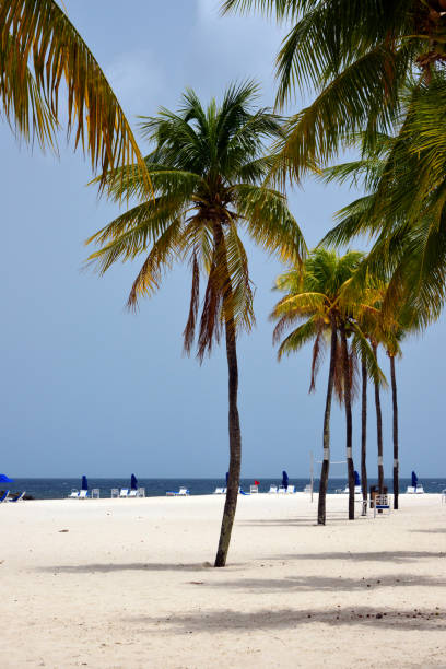 stunning beach with palm trees in Sanibel Island Florida