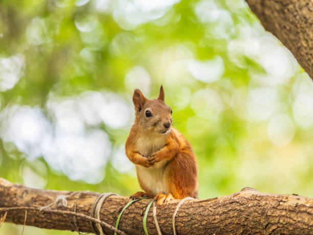 istock Squirrel sits on a branch in Autumn park 2180323815