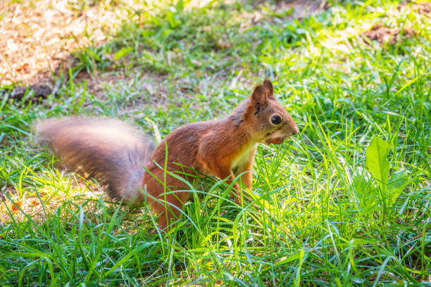 istock Autumn squirrel with nut sits on green grass with fallen yellow leaves 2180324738