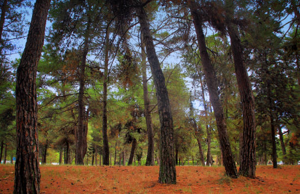 Autumn forest in the sunny day