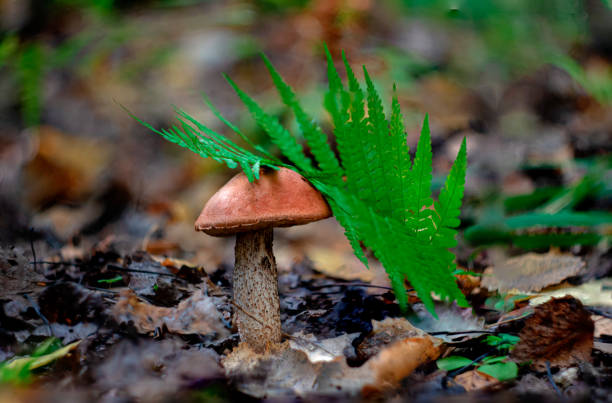 A quaint and charming mushroom adorned with delicate green ferns in a serene and peaceful forest environment