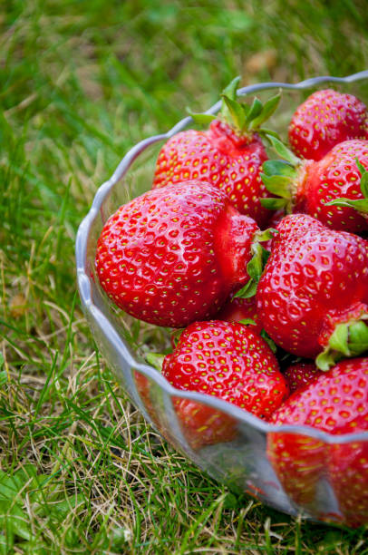 istock fresh strawberries in a glass bowl 2180333209