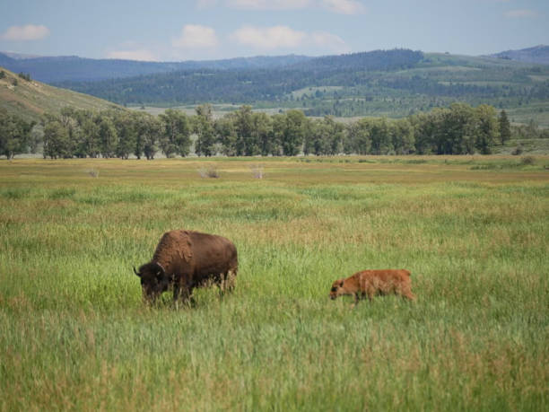 A bull and cow Bison, Bison bison, grazing in a meadow in the mountains of Yellowstone National Park.