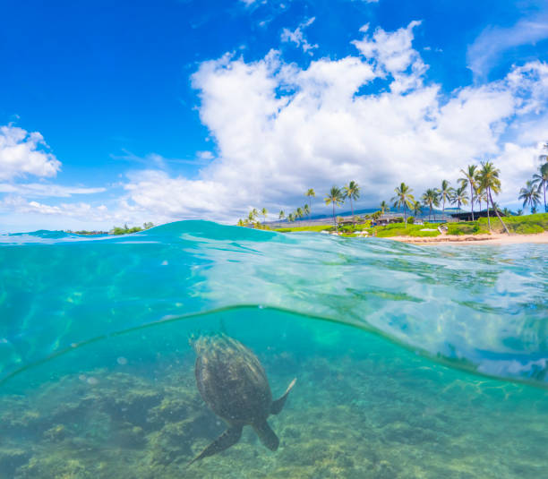 Above and below view of green sea turtle in green water over coral and algae on sunny day, Kauai, Hawaii.