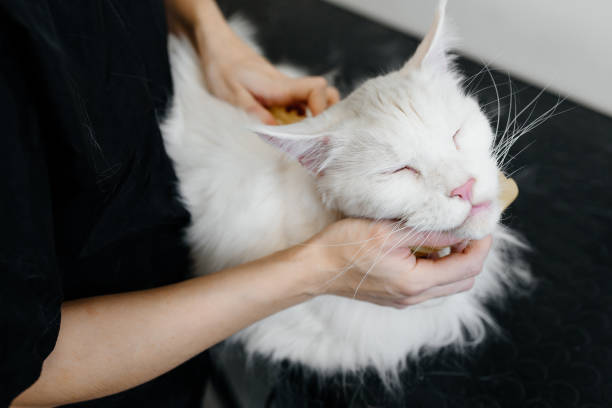istock grooming of big white cat 2180334472
