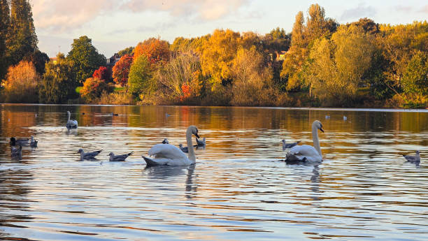 Autumn at the local park