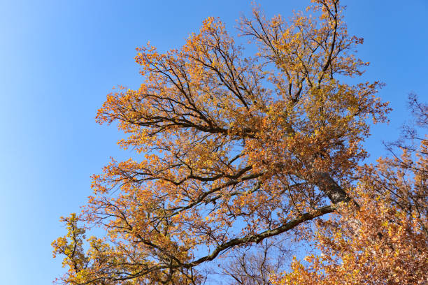 Old oak tree in autumn sunny day.