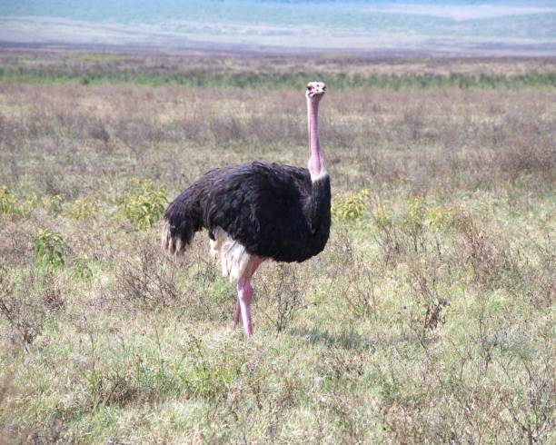istock Ostrich in the Savannah 2180342271