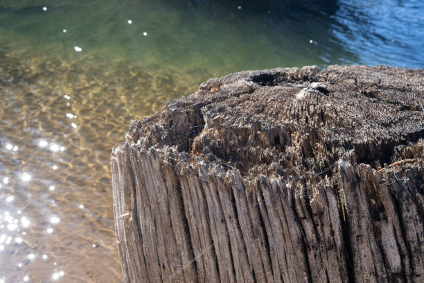 istock Old Tree Stump  with Spider Webs and Clear Water from Lake in Background 2180342664