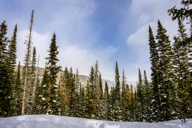 A winter morning reveals the beauty of Rocky Mountain National Park, with snow blanketing the landscape and towering pines reaching for the sky.