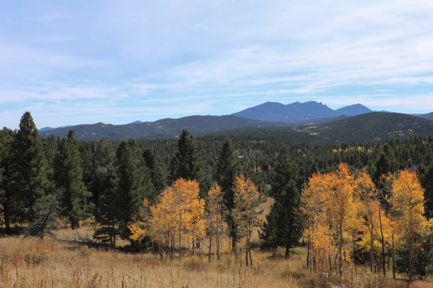 Golden Aspens Framed by Mountain Views