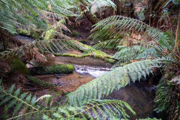 istock Creek flowing through the rainforest in the Otway Ranges 2180344314
