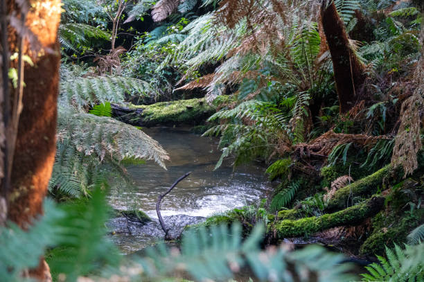 istock Creek flowing through the rainforest in the Otway Ranges 2180344367