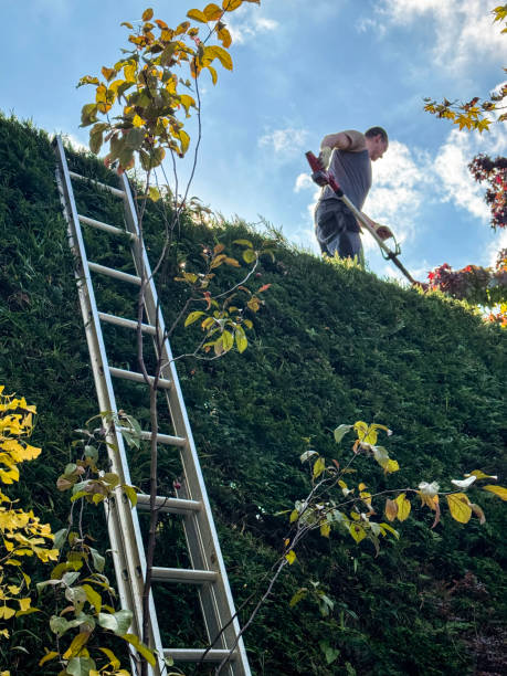 Close-up image of tree surgeon walking along top of
Leyland cypress (Cupressus × leylandii) hedge, long-reach, cordless, hedge trimmer, battery operated gardening equipment, extendable aluminium ladder, profile view stock photo