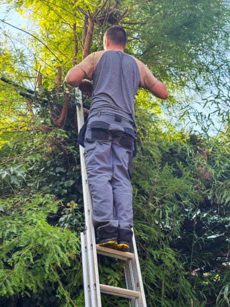 istock Close-up image of tree surgeon using saw, cutting branches, extendable aluminium ladder, Leyland cypress (Cupressus × leylandii) hedge, rear view 2180345366