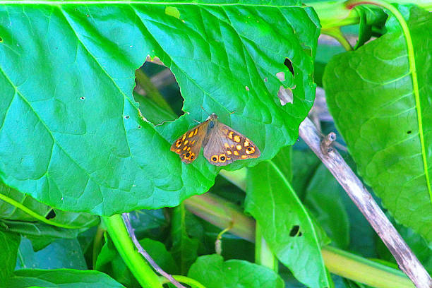 istock orange butterfly on a green leaf 2180346341