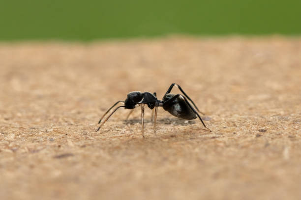 istock Ant-mimicking jumping spider (Myrmarachne sp), also known as an ant-like jumping spider 2180347027