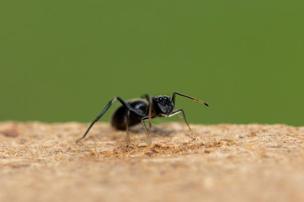 istock Ant-mimicking jumping spider (Myrmarachne sp), also known as an ant-like jumping spider 2180347081