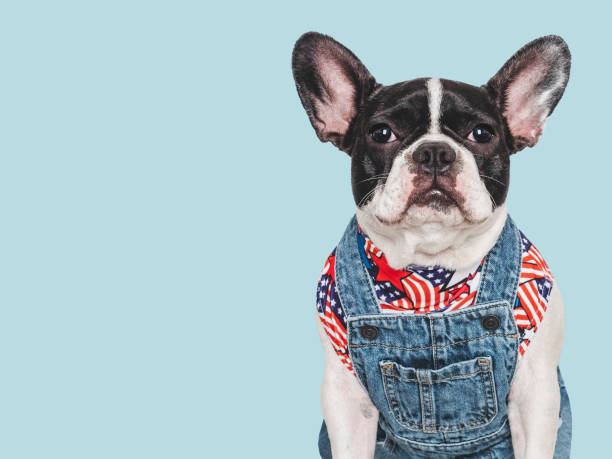 istock Cute puppy and denim overalls. Studio shot 2180347633