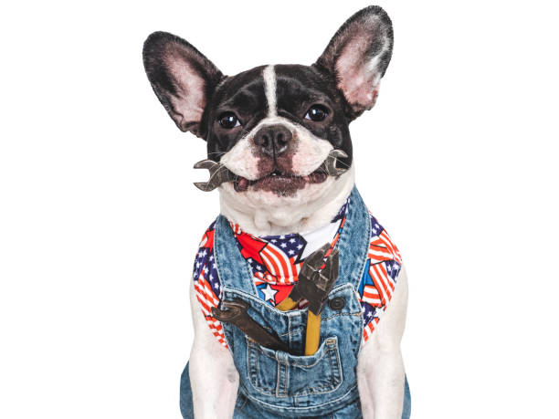 istock Charming puppy and denim overalls. Studio shot 2180347776