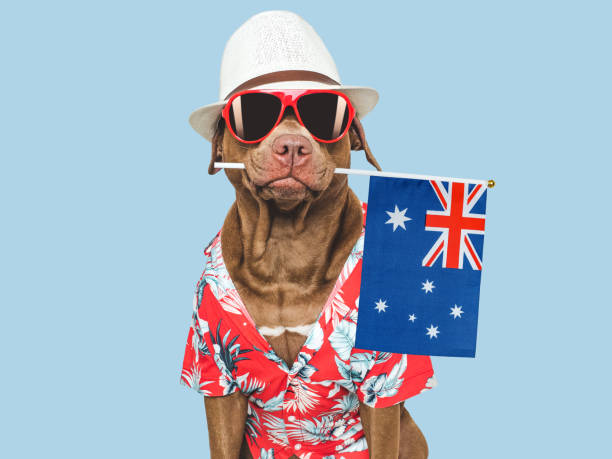 istock Charming, sweet brown dog and Australian Flag 2180347802