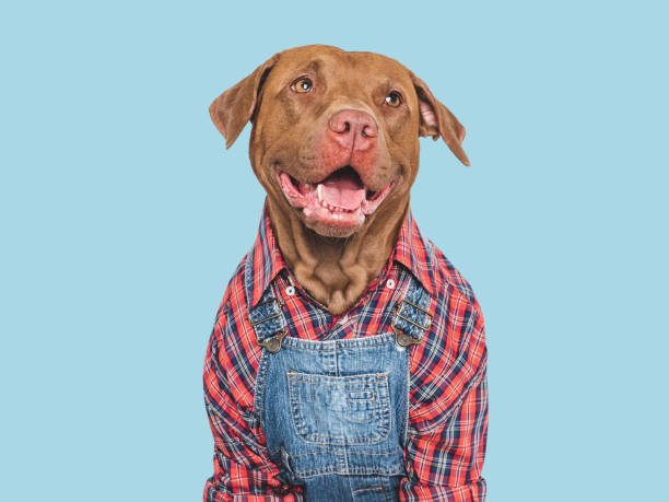 istock Charming dog and denim overalls. Studio shot 2180348042