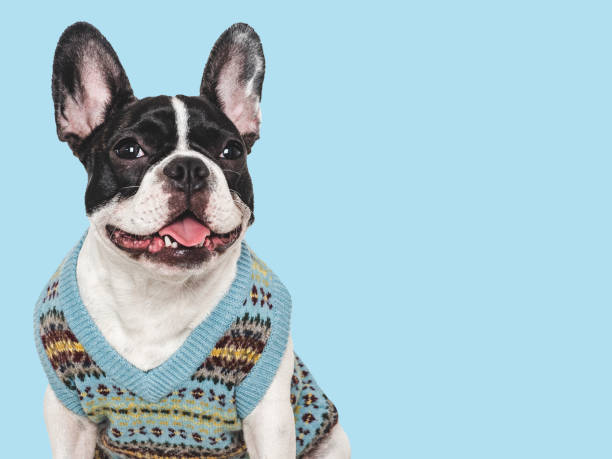 istock Cute puppy and stylish knitted vest. Studio shot 2180348151