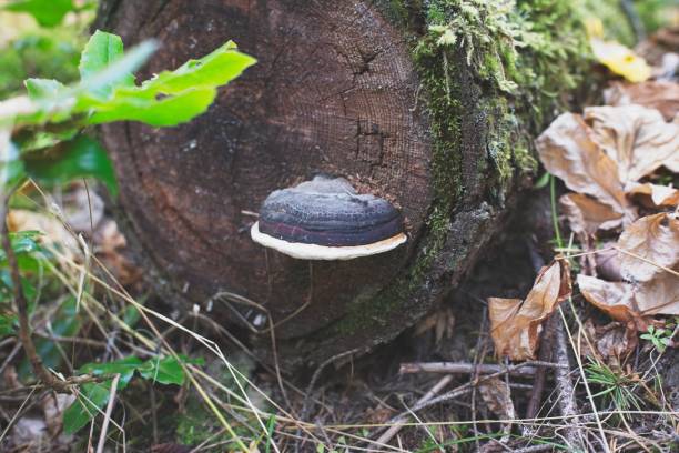 istock Bracket Fungus on Mossy Tree Log in Forest 2180351057