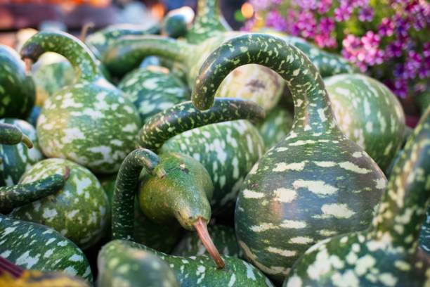 istock Decorative Green and White Gourds in Autumn Display 2180351255