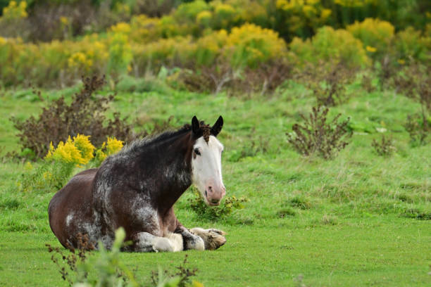 Heavy Horse Clydesdale laying down