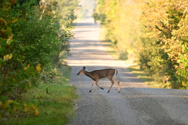 istock White-tailed Deer doe crossing the road 2180353881