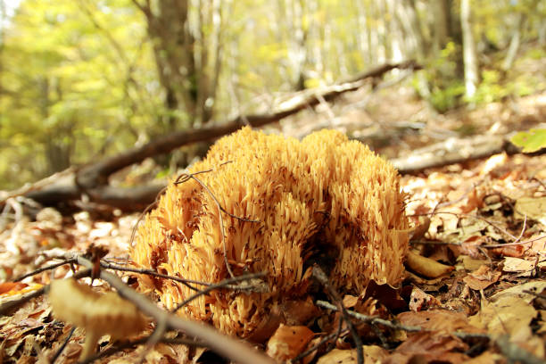 Ramaria stricta, commonly known as the strict-branch coral or strict coral mushroom,[2] is a coral fungus of the genus Ramaria.