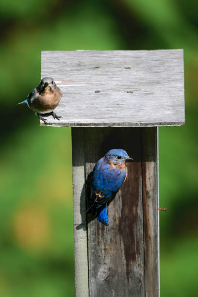 istock A male and female Eastern Bluebirds investigate a nesting box 2180354477