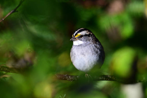 istock Close up of a White-throated Sparrow 2180354527