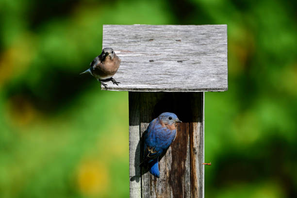 istock A male and female Eastern Bluebirds investigate a nesting box 2180354531