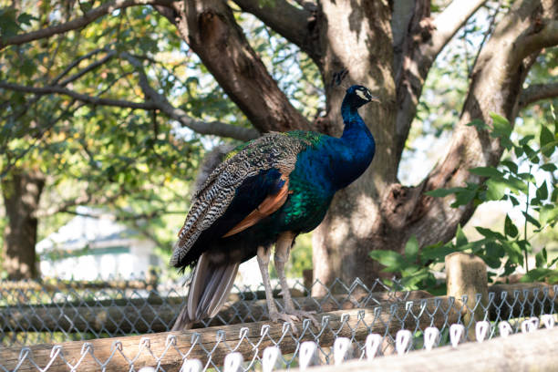 A striking blue peacock stands elegantly beneath a wooden structure, showcasing its vibrant plumage. The lush green background enhances the bird's colorful features in bright daylight.