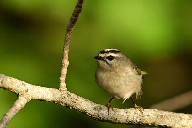 istock Cute little Golden-crowned Kinglet bird 2180355000