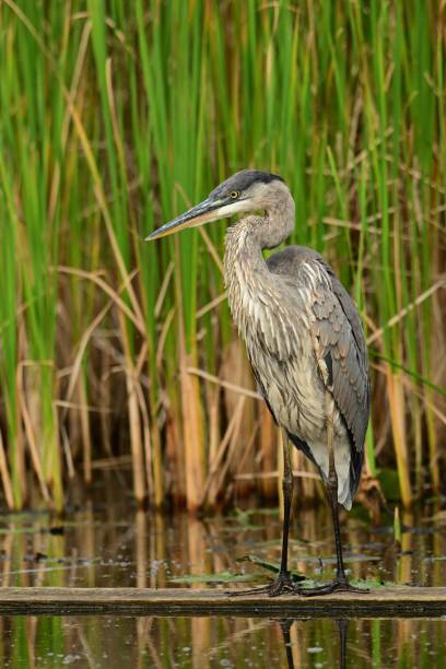 istock Great Blue Heron bird in wetlands 2180355102
