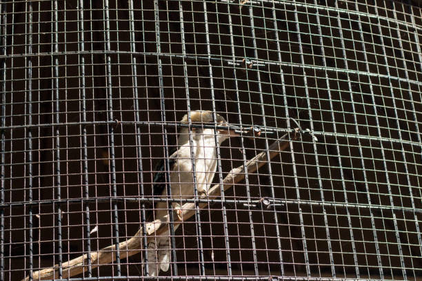 The bird sits calmly on a branch within a wire enclosure, surrounded by natural elements, as sunlight filters through the mesh during the day.