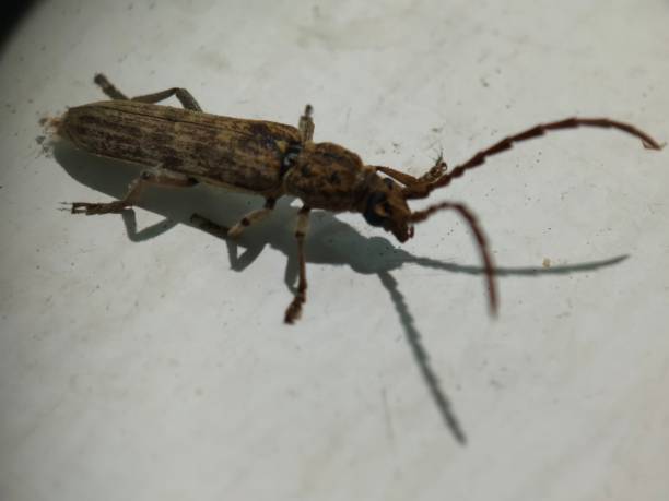 istock wild insect - Apomecyna cochinchinensis 2180358392