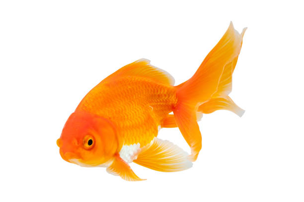 Oranda goldfish isolated on white background close up